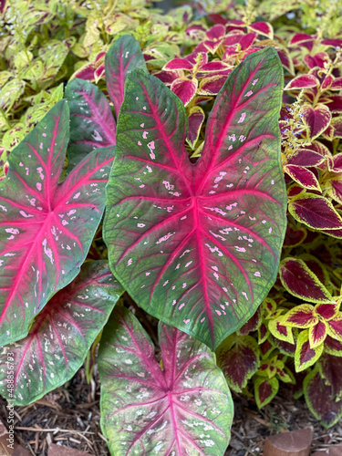 caladium red and green leaves