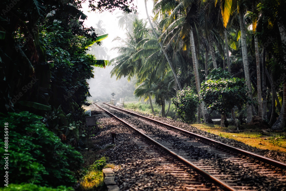 Obraz premium railway in the forest