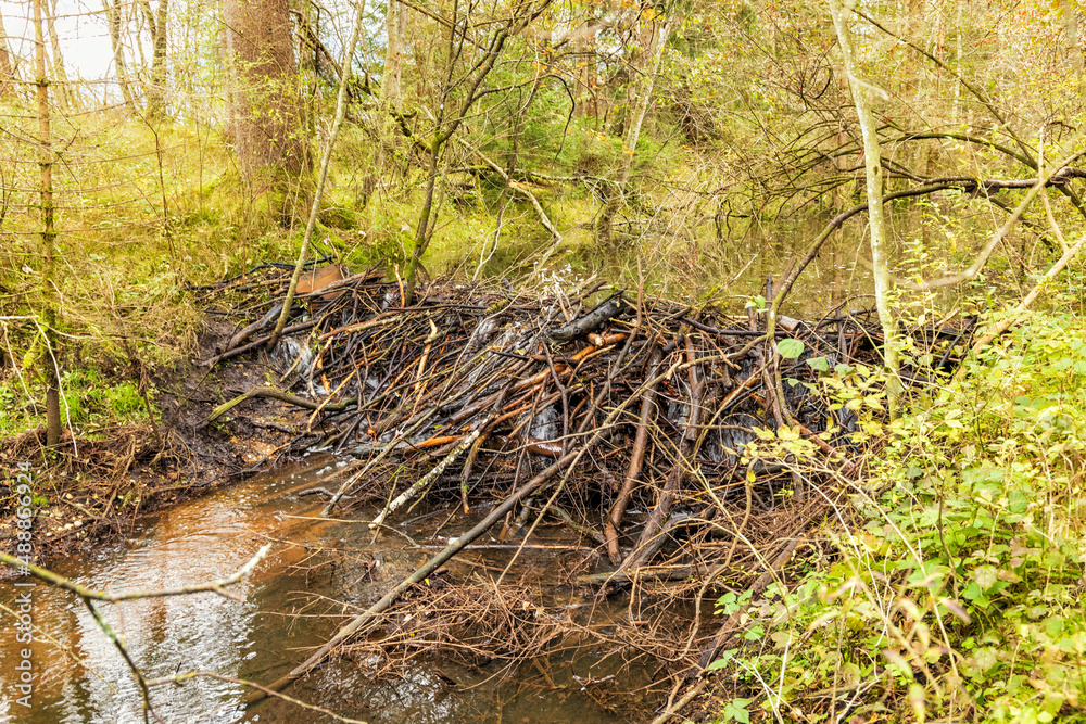Biberdamm im Triftkanal bei Großweil in Oberbayern Biberdamm im Triftkanal bei Großweil in Oberbayern