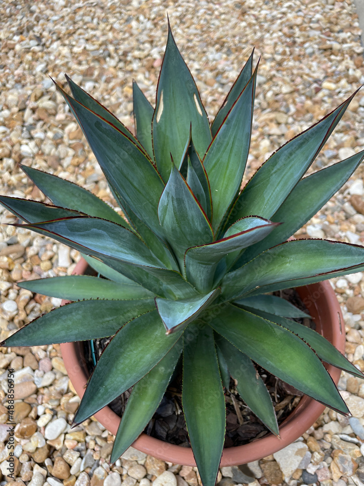 Obraz premium succulent plant in garden