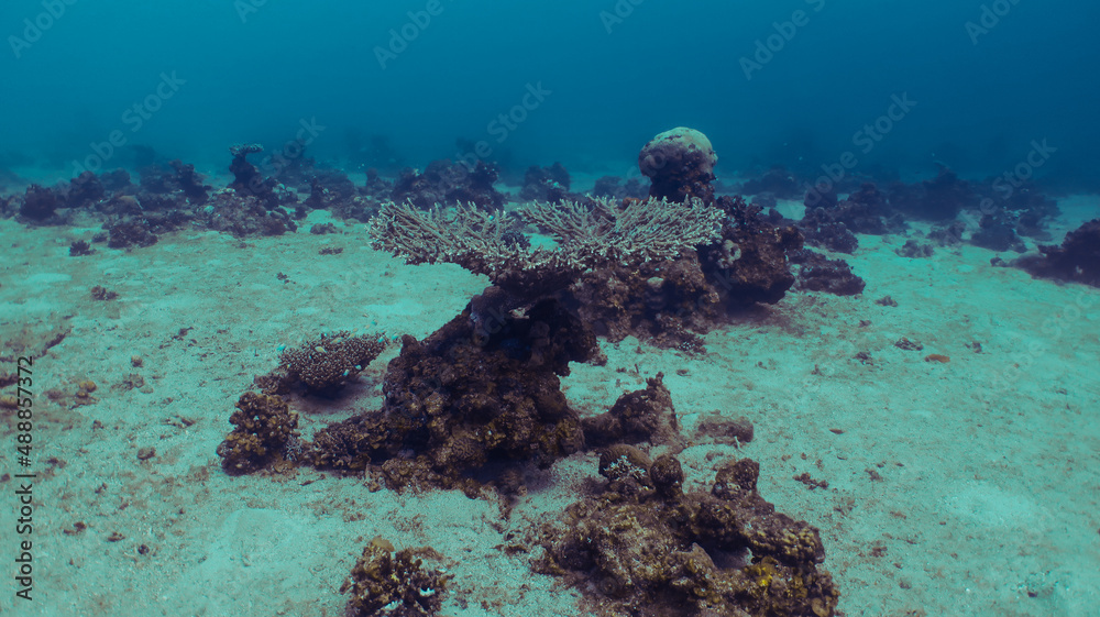 Obraz premium Scuba diving Red Sea Eilat