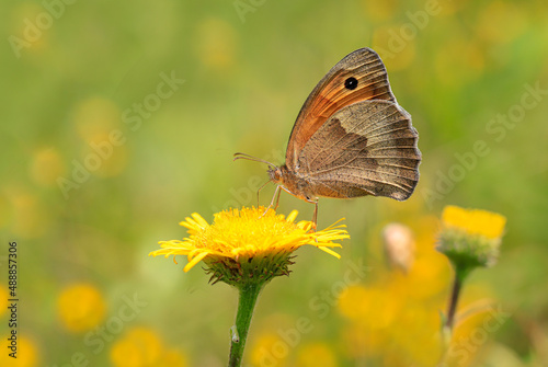 Meadow Brown Butterfly (Maniola jurtina) on flower photo