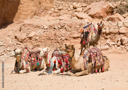 Camels in Petra, Jordan © eweleena