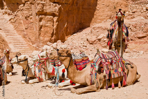 Camels in Petra, Jordan