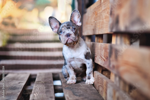 Blue merle tan French Bulldog dog sitting on wooden palette photo