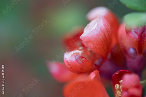 Pink and red closeup of flower blossoms on blurred background © Shanna