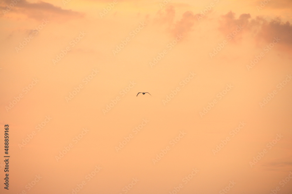 seagull on the background of the sunset sky