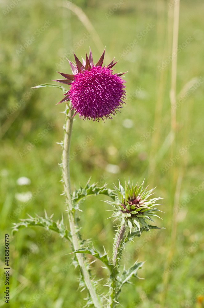 Musk Thistle (Carduus nutans) Musk Thistle (Carduus nutans)