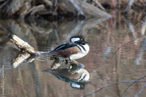 Hooded merganser on log