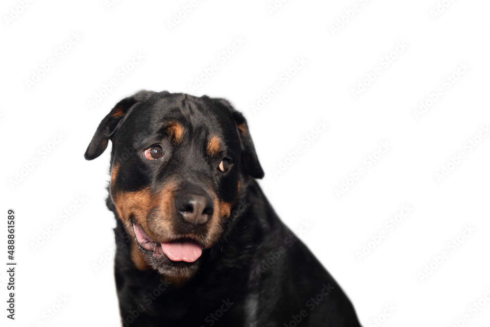 Dog breed Rottweiler on a white background - a portrait looking into the distance with interest, selective focus