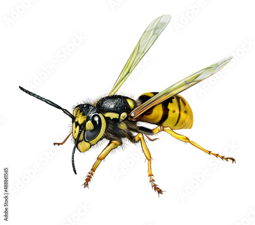 Fényképezés Wasp (Aculeata)