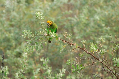 Ein Gelbkopfpapagei (Poicepalus flavifrons), Schoapapagei, bei der Nahrungsaufnahme in einem Baum. photo