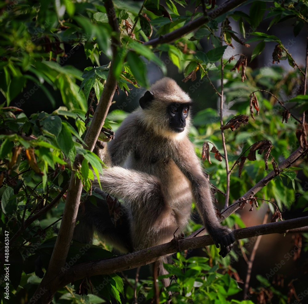 Obraz premium a long macaque