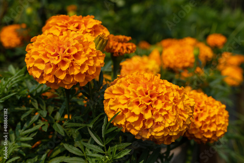 Orange marigolds flowers growing in garden in summer season. Close-up view.