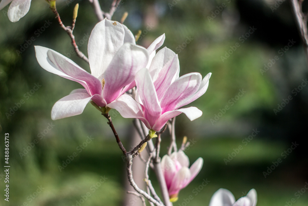 Obraz premium Big Magnolia flowers background. Spring blossom. Beautiful nature scene with blooming tree. Sunny day with spring flowers of magnolia. Macro magnolia