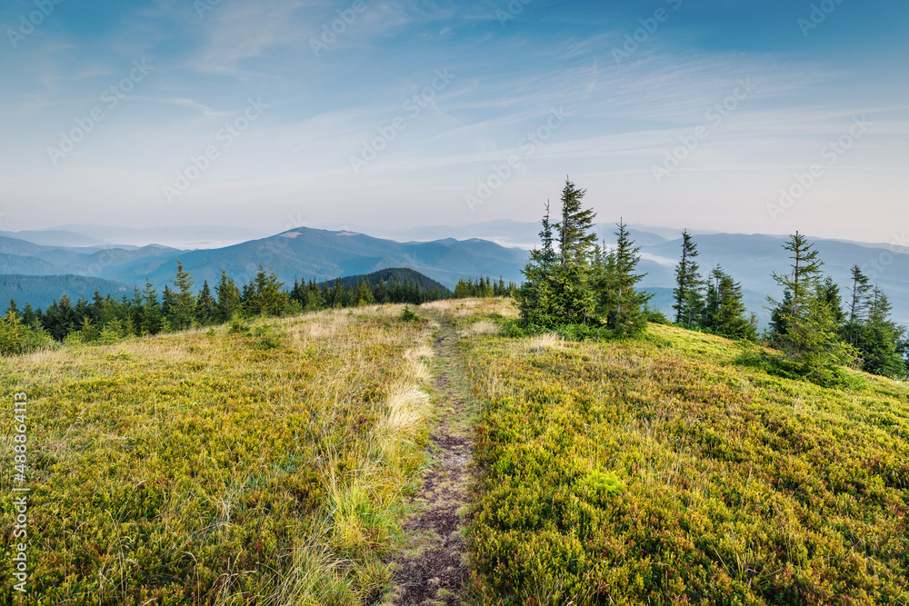Obraz premium Bright Carpathian landscape in the morning light with beautiful green grass and blue sky. Panoramic view. Beauty of nature, background concept
