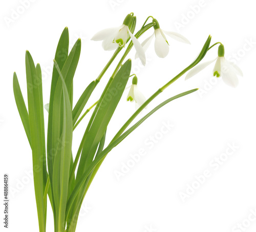 Snowdrops on white.