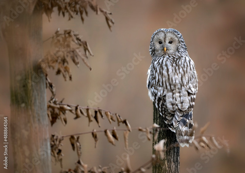 Ural owl ( Strix uralensis ) close up photo