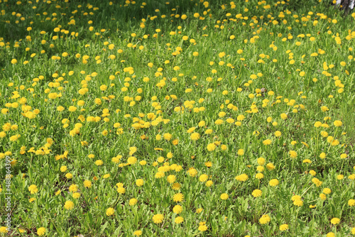 field of yellow dandelions with grass