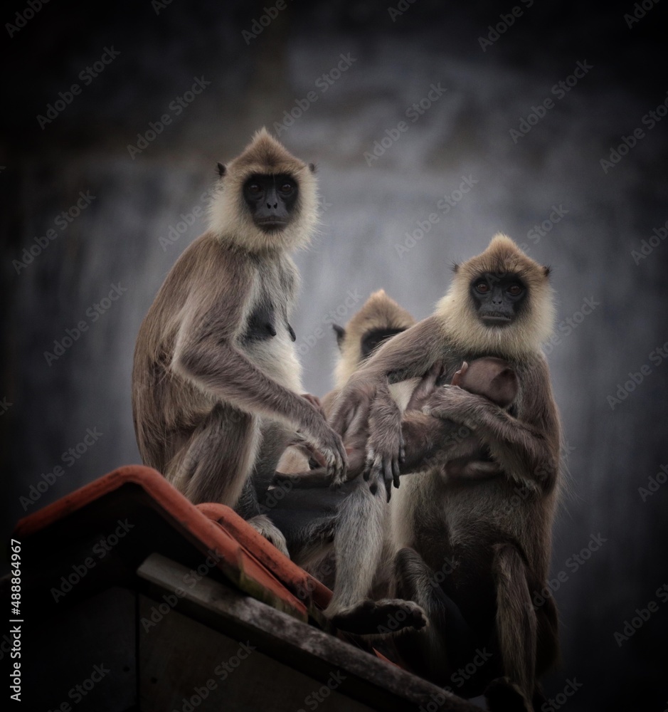 a long macaque family in sri lanka 