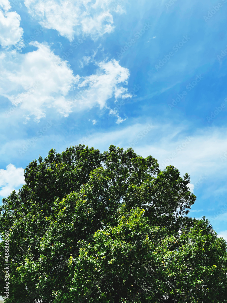 tree and sky