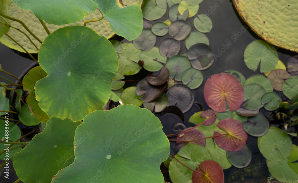 Aquatic plants. Top view of Nymphaea Black Princess hardy water lily and Xin Jin Xia lotus beautiful green leaves color and texture combination. Aquatic plants. Top view of Nymphaea Black Princess hardy water lily and Xin Jin Xia lotus beautiful green leaves color and texture combination.