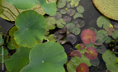 Aquatic plants. Top view of Nymphaea Black Princess hardy water lily and Xin Jin Xia lotus beautiful green leaves color and texture combination.