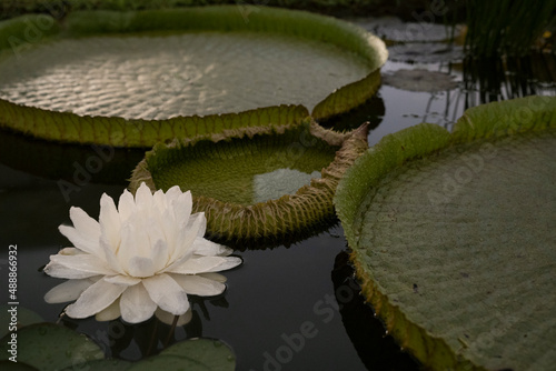 Night blooming aquatic plants. Closeup view of Victoria cruziana, also known as Giant Water Lily, large green floating leaves and flower of white petals, blooming at night in the pond.