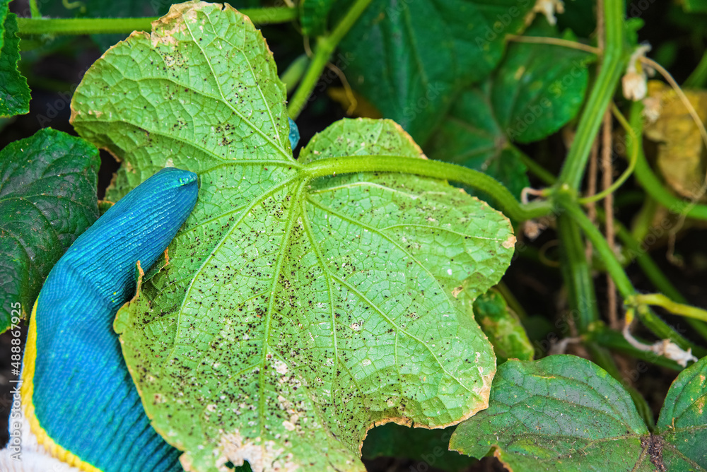 Aphids on cucumber leaves, agricultural pest. Aphidinfested cucumber