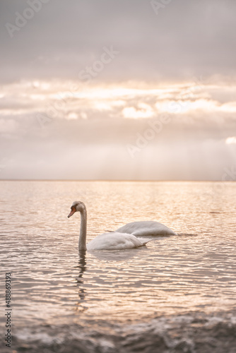 Swans swimming in the sea. Beautiful sunset over the Baltic Sea with birds. Glowing sky on the seaside.