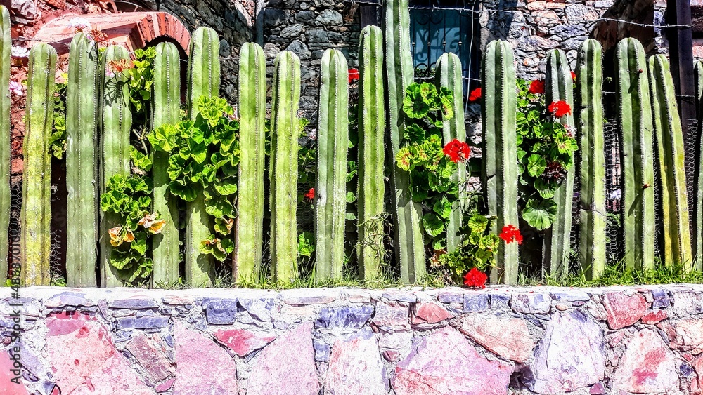Obraz premium Cacti & Flowers
