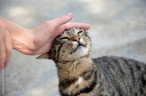 stroke with your hand a street cat in brown color. Cat enjoys