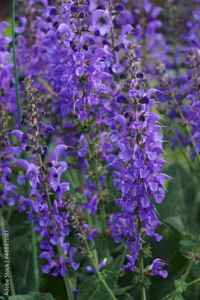 Obraz premium Meadow clary (Salvia pratensis). Called Meadow sage also.