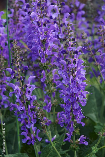 Meadow clary  Salvia pratensis . Called Meadow sage also.