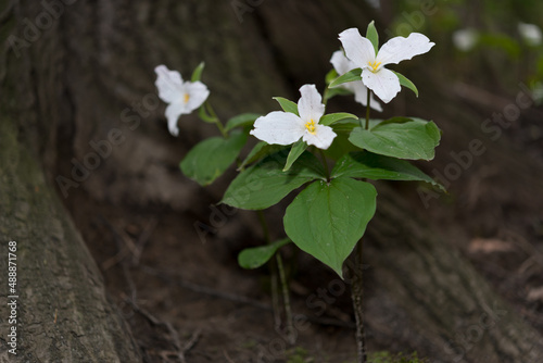 Trillium - flowering plant - Melanthiaceae family growing at the base of a tree in a woodlot photo
