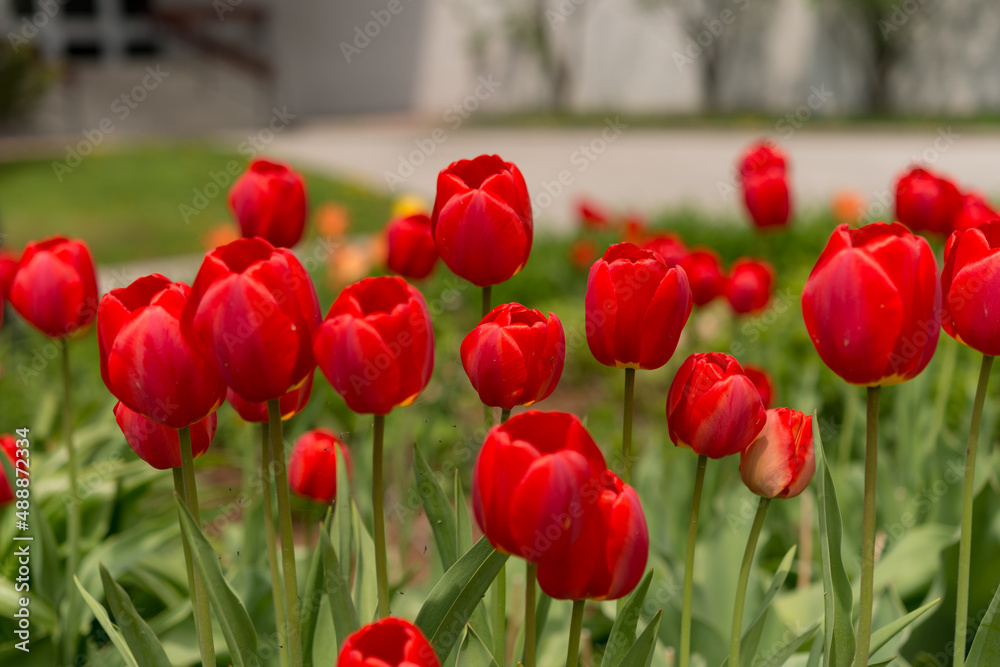 Fototapeta premium garden bed with red tulips in bloom