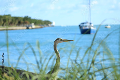 Miami bird