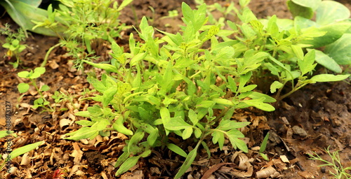 young tomato plant seedlings in spring in the garden, vegetable garden in spring, farming