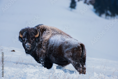 Bison in Lamar Valley on a Winter Day photo