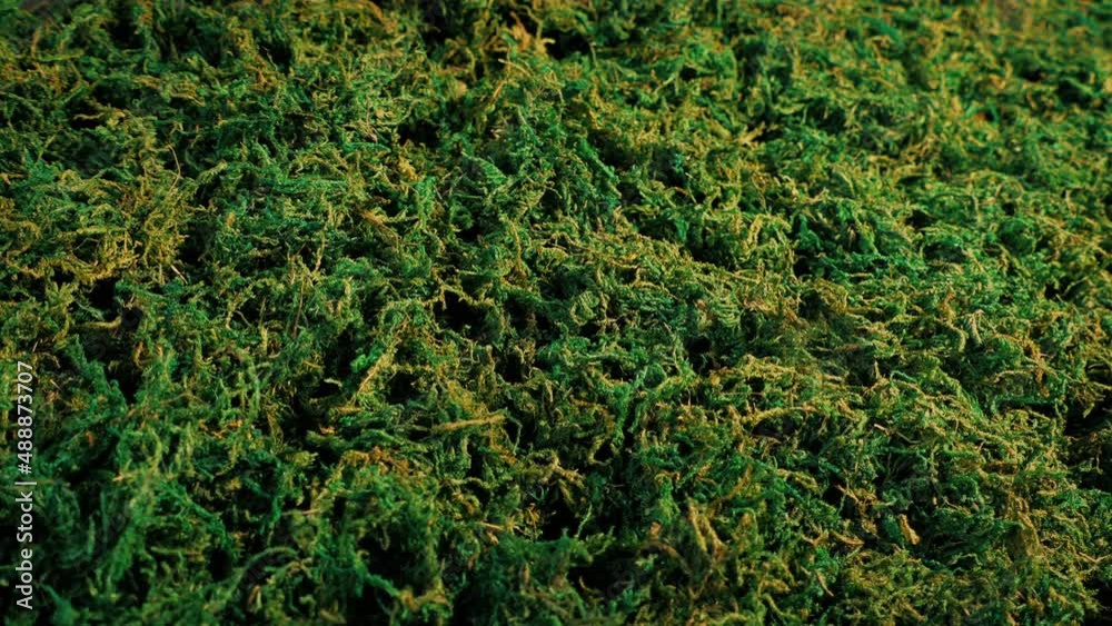 Moss Plant Dries Out Green To Brown Moss Plant Dries Out Green To Brown