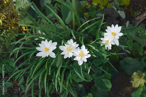 Bloodroot (Sanguinaria canadensis). Called Red Pucoon also. photo