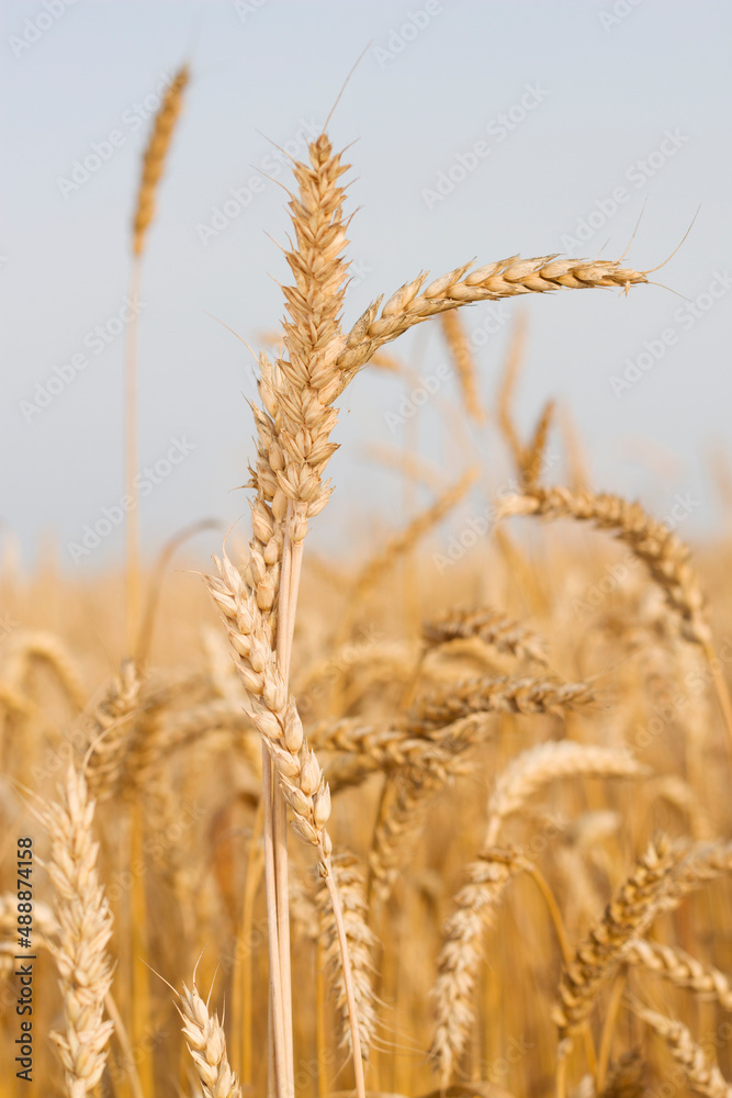 golden wheat ears in the field with close up
golden wheat ears in the field with close up