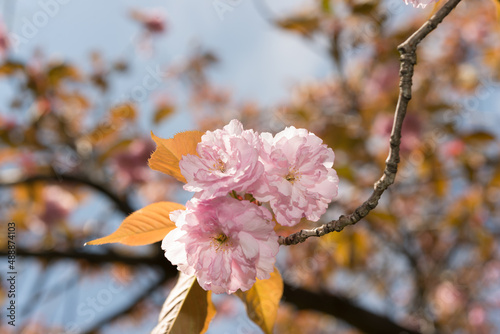 branch with pink Prunus  Kanzan  - Prunus serrulata on a blue sky