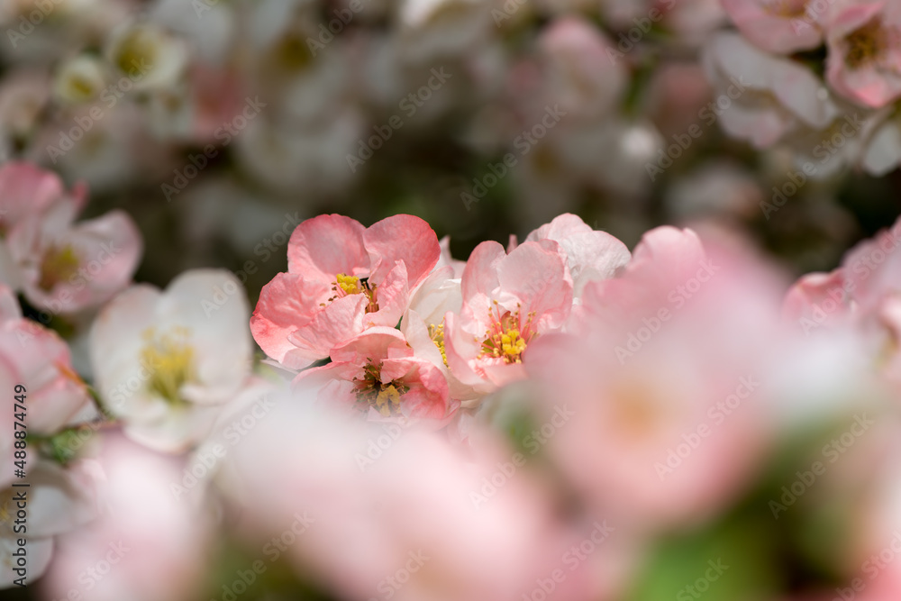field of dainty, delicate Chaenomeles blossoms with particular focus