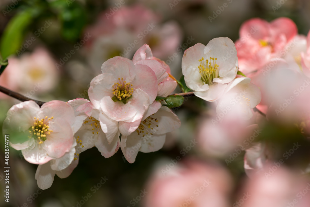 close up of dainty, delicate Chaenomeles blossoms