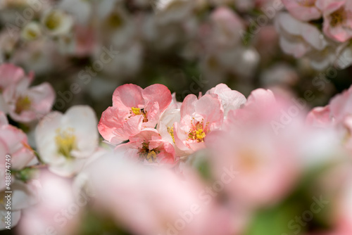 field of dainty  delicate Chaenomeles blossoms with particular focus