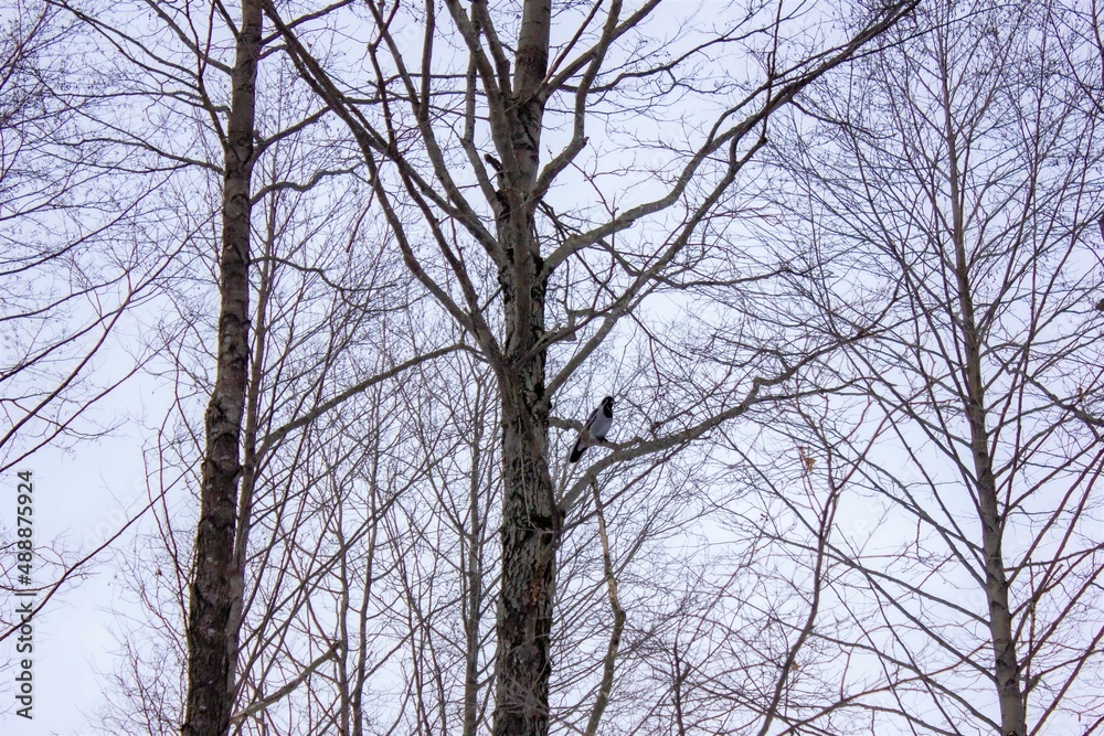 Raven on a tree. Gloomy dark raven among the branches in winter. Raven bird on a tree branch. Raven on a tree. Gloomy dark raven among the branches in winter. Raven bird on a tree branch.