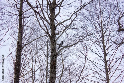 Raven on a tree. Gloomy dark raven among the branches in winter. Raven bird on a tree branch.