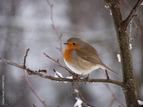 robin on branch in the snow