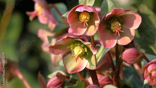 Elleboro helleborus christmas rose